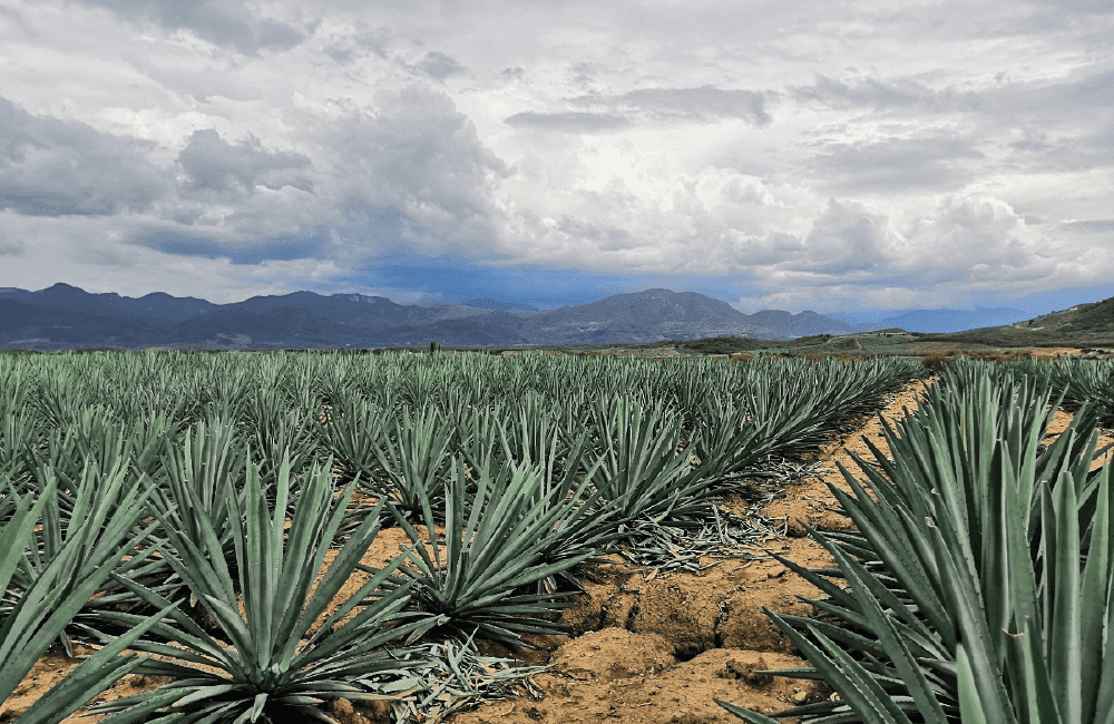 El Mezcal