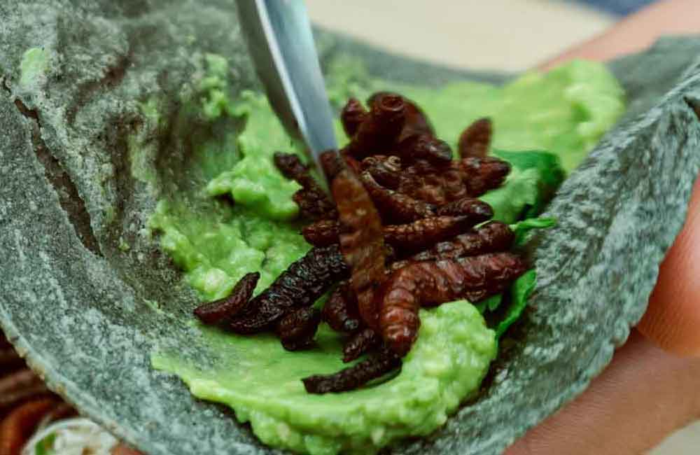 Insectos que se comen